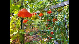 Gardening In Small Backyard