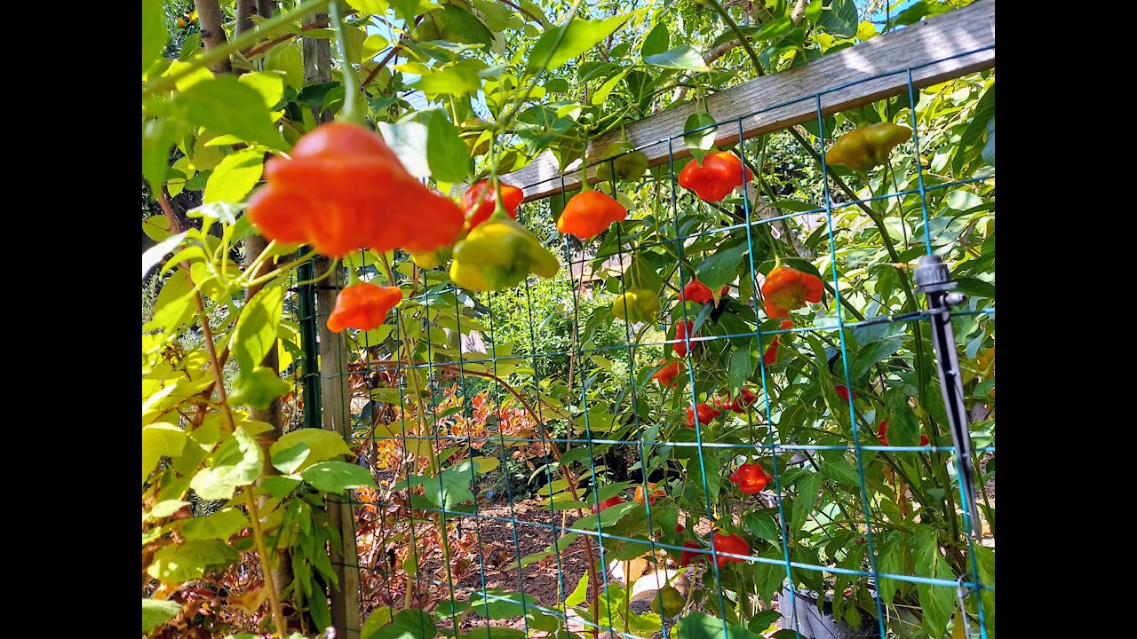Gardening In Small Backyard