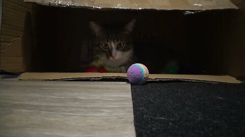 Where Did the Cat Hide?