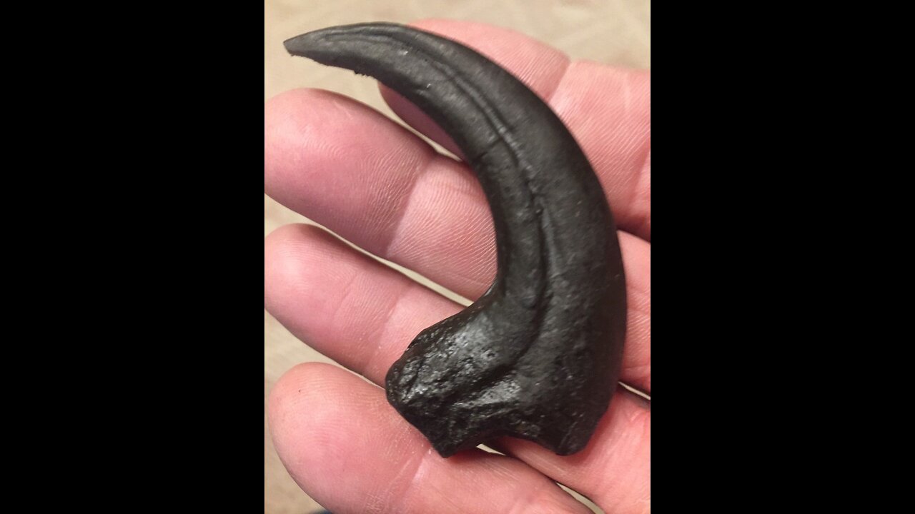 Deinonychus Bird Like Raptor Claw Fossil Replica 4 Inches Long (black)