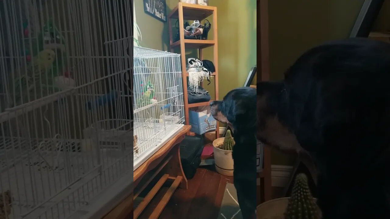 Rottweiler VS Budgie Staredown 🤣😂 #rottweiler #shorts #budgie