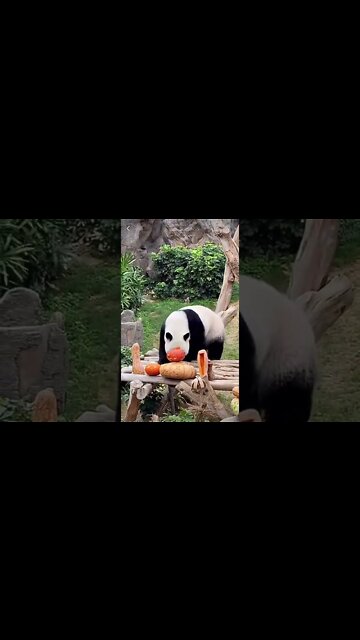 #halloween2022 #halloween #spookyseason #spooky #housedecor #halloweendecor #halloweenkills #bear