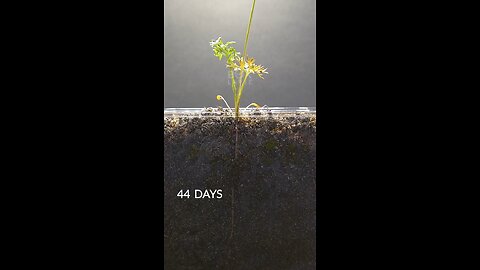 Carrot grows Timelapse 100 days