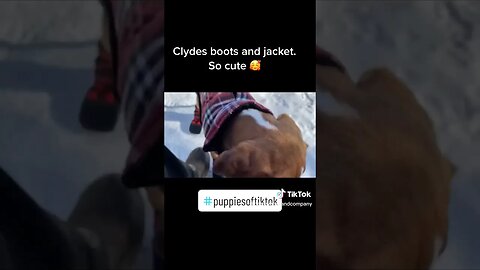 Flashback to 2 years ago. Clyde was so tiny. #dog #dogs #cute #cold #boots #winter