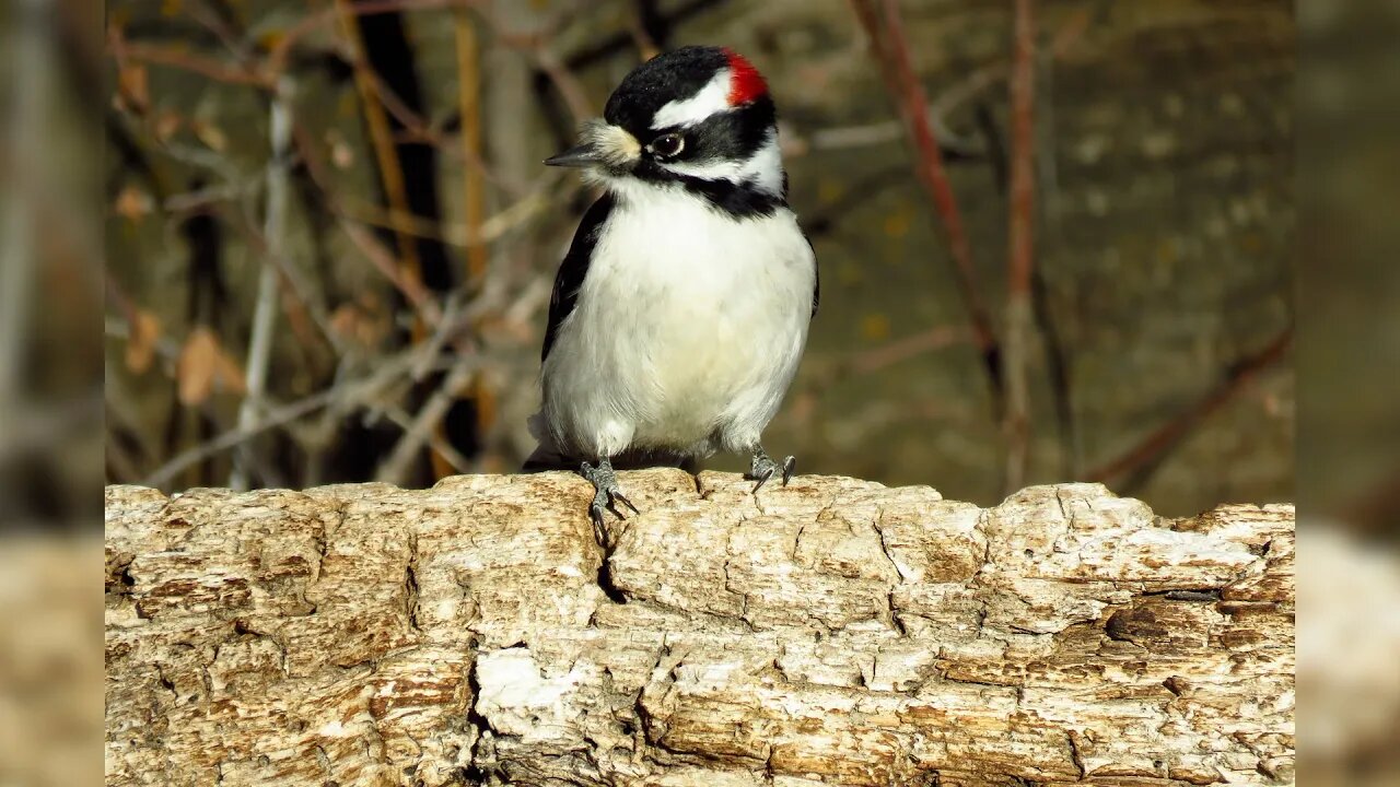 2022 Christmas Bird Count Final Numbers | Tuesday, January 10, 2023 | Micah Quinn | Bridge City News