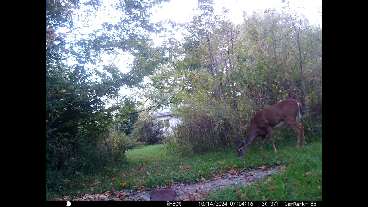 Deer 10-14-2025