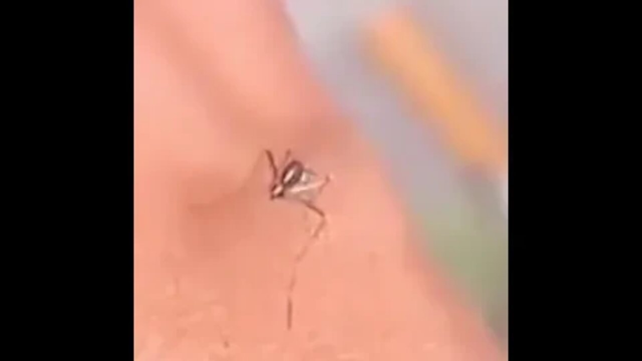 Mosquito try to suck blood #shorts