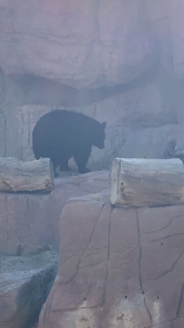 Bear