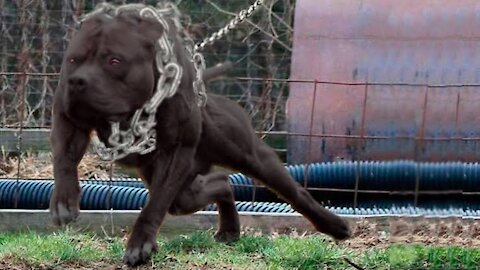 Top 20 Strongest Dog in the world