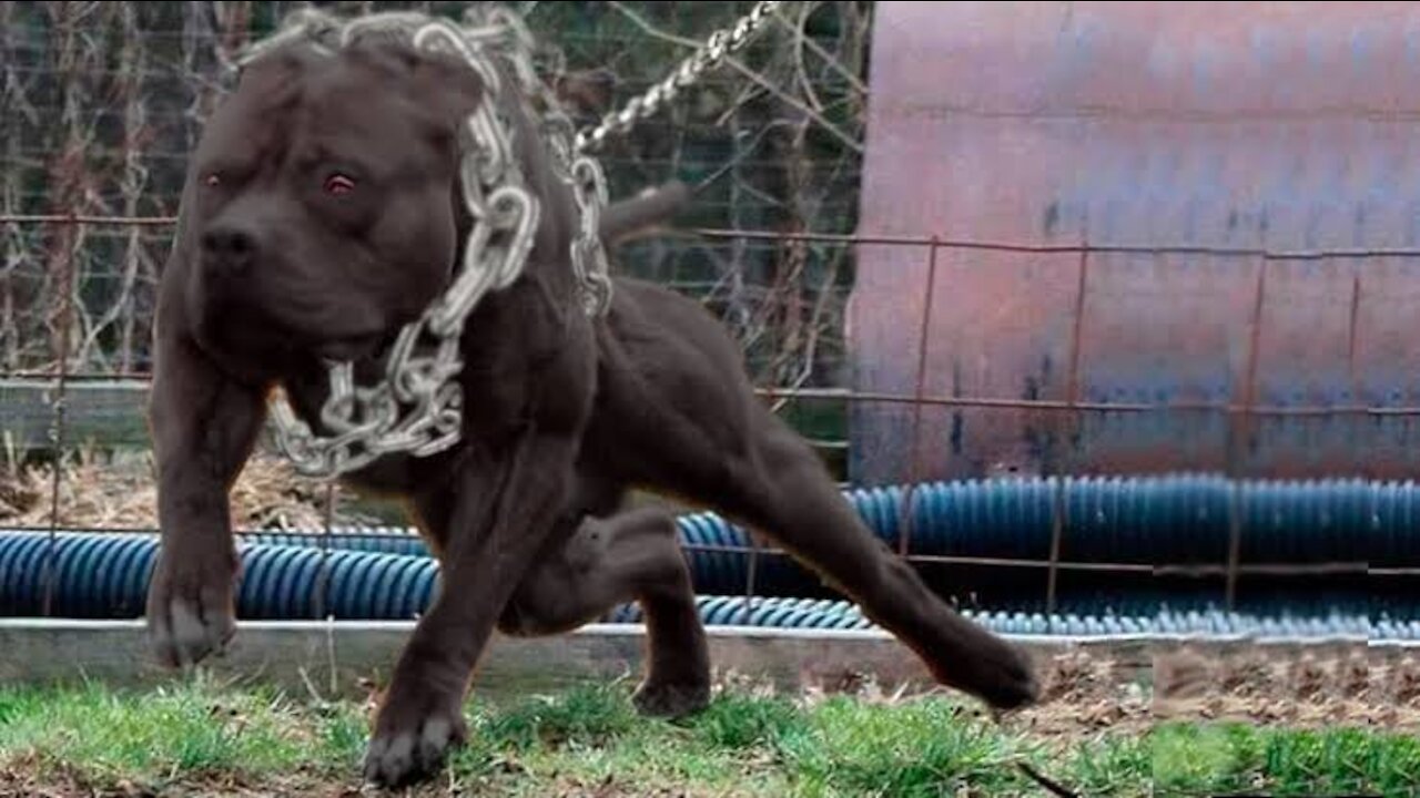 Top 20 Strongest Dog in the world