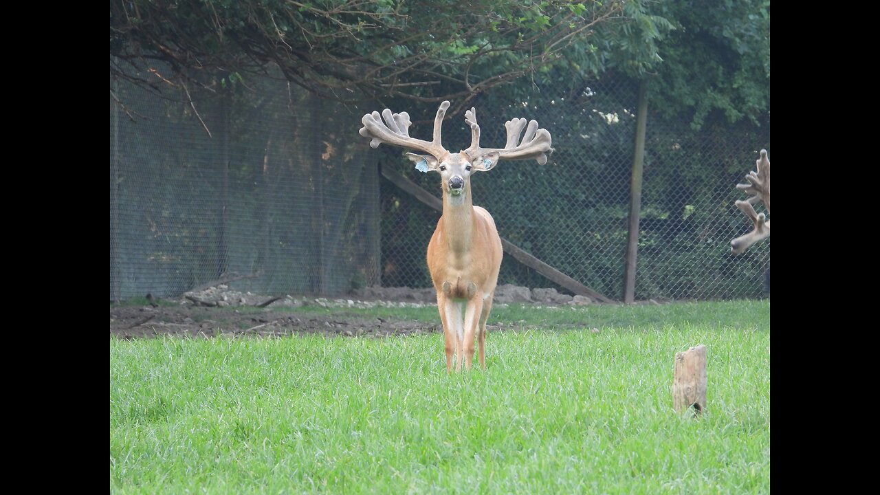 Massive deer farm bucks