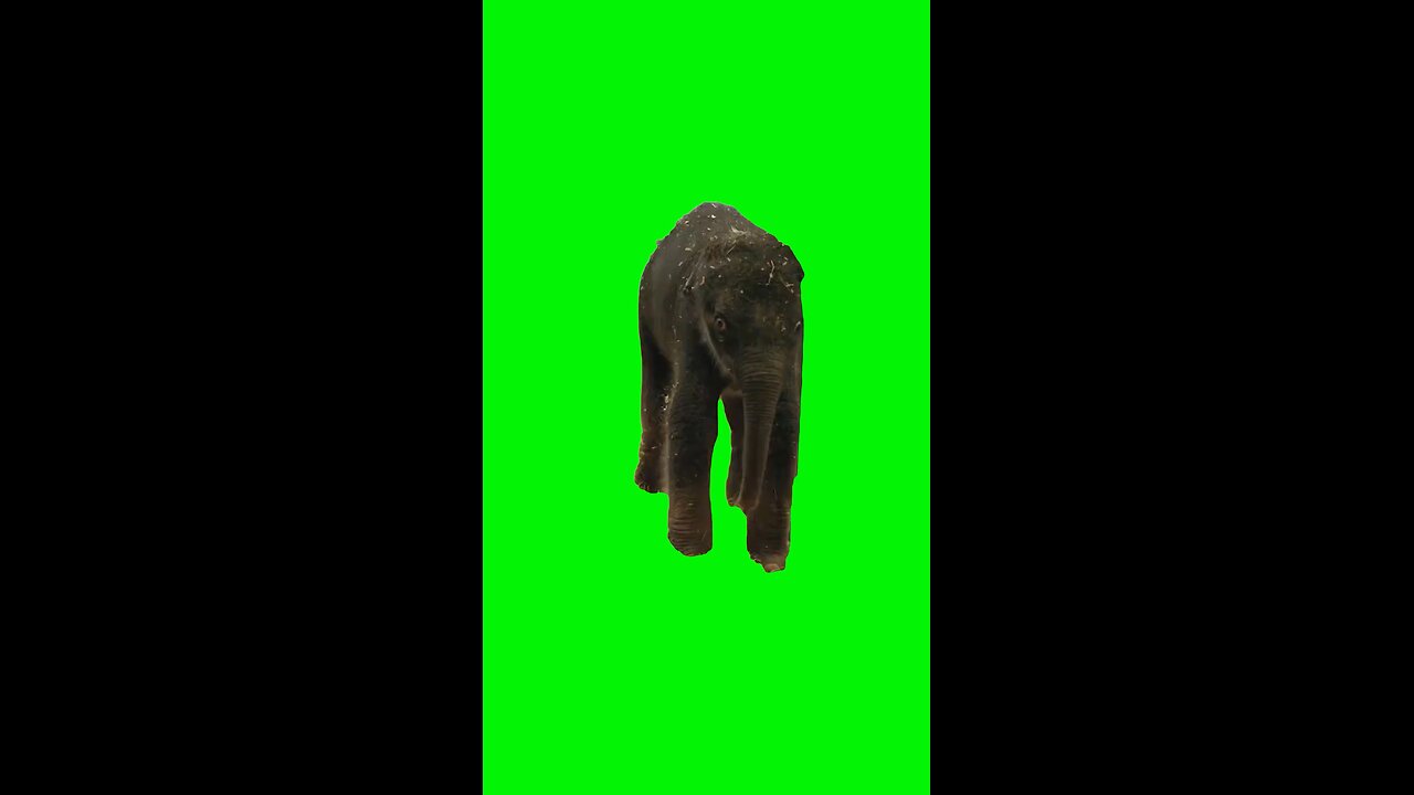 Kirby the Baby Elephant | Green Screen