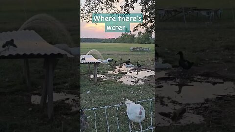 always leaving the water on too long #shorts #duck #chickens #homestead #farm #farmlife #video