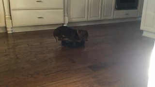 Dachshund Rides Roomba