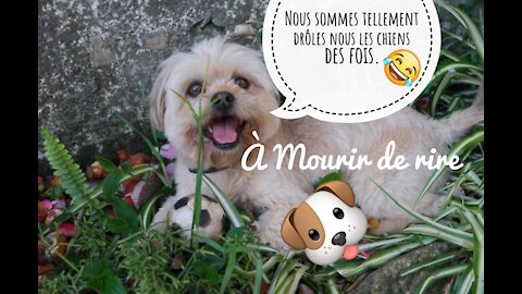 TOP 10 compilation de vidéos d'aboiements de chiens ♥ Son d'aboiements de chien - Chiens drôles