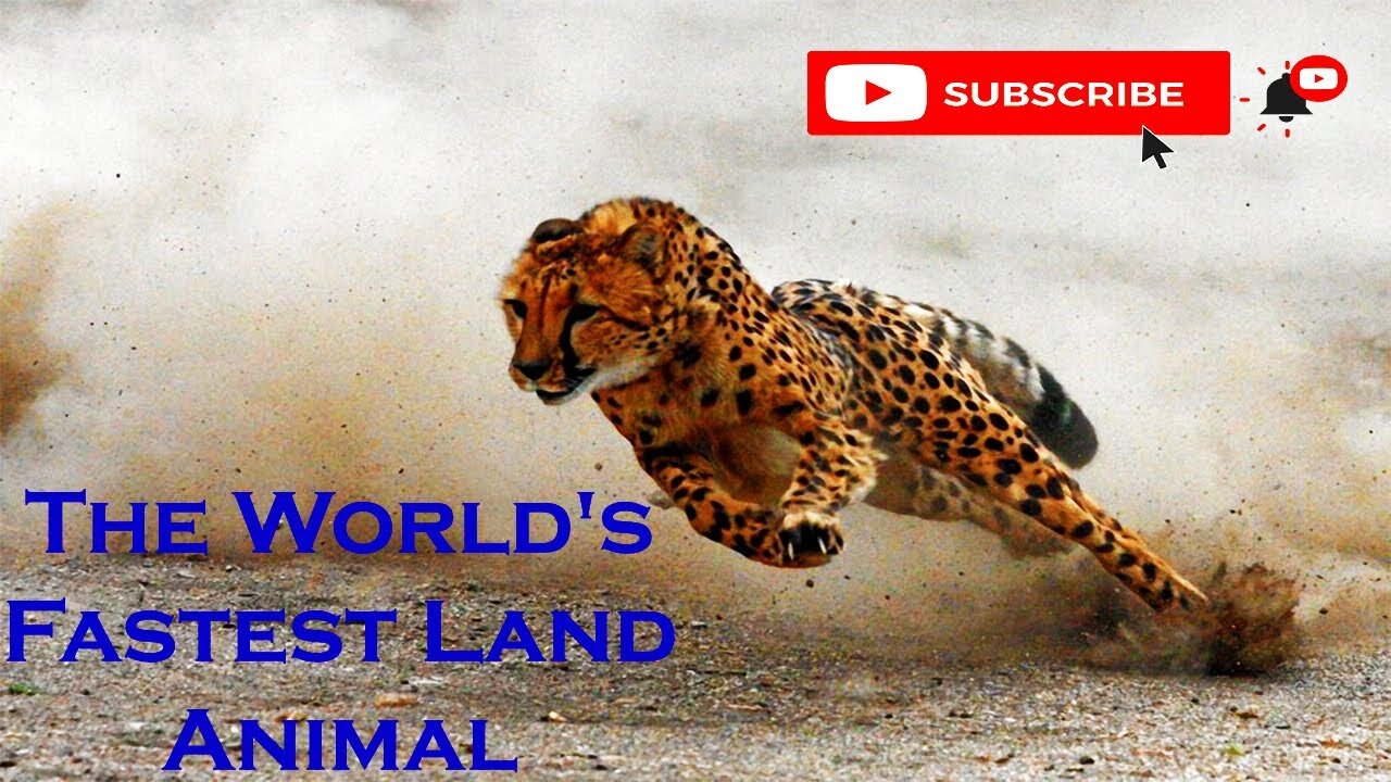 Amazing Cheetah Facts - Cheetah is the World's Fastest Land Animal - Cheetah - Animal's galaxy