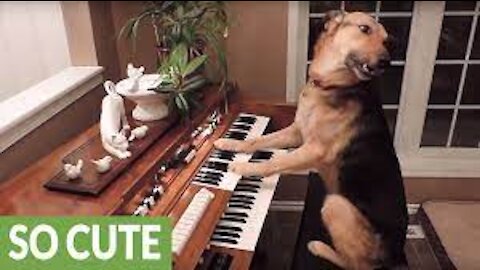 This compilation of smart dogs will leave you astonished!