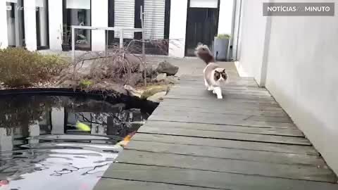 Amizade de gato com peixes dura mais de 5 anos