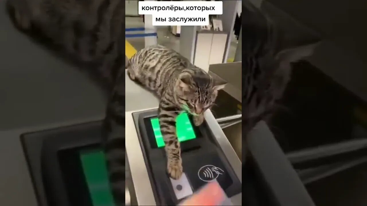 #shorts Смешные Коты Из Тик Тока 251 Funny Cats From Tiktok