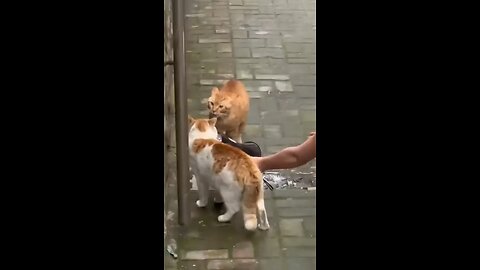 Cat fighting😂