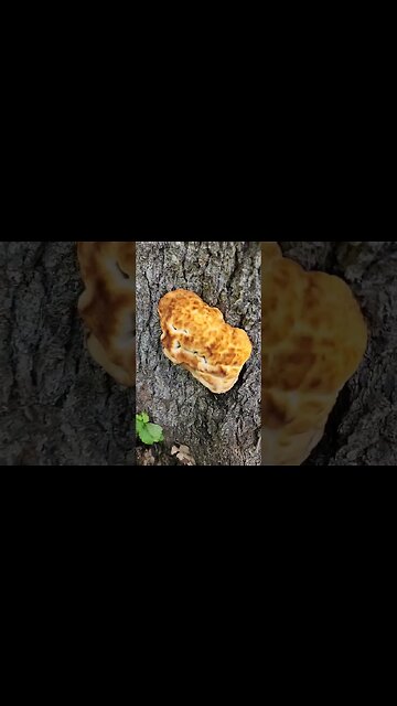 Dyer's Polypore