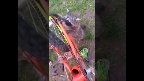 #shorts Смешные Еноты Из Тик Ток 50 Funny Tik Tok Raccoons