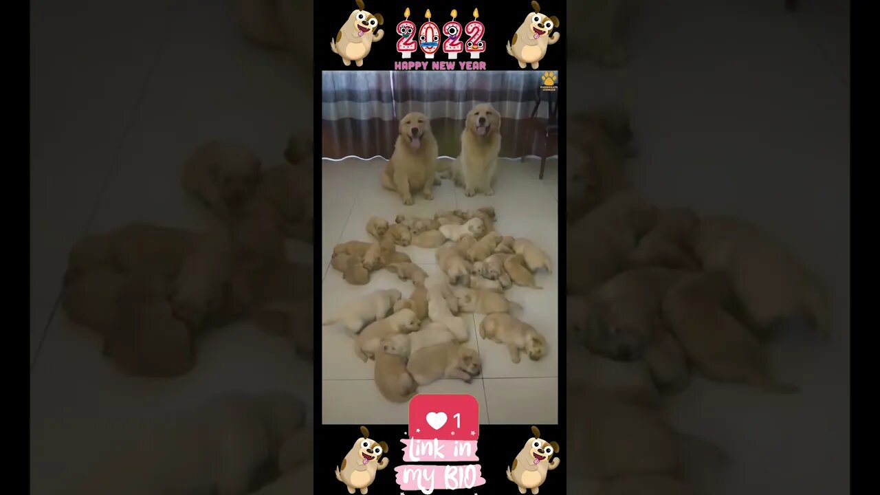 35_ππΆπ Baby Dogs - Cute and Funny Dogs Video ππΆπ (2022)