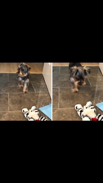 Yorkie Puppy Adorably Stalks And Attacks Stuffed Animal