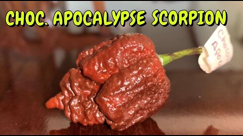 Chocolate Apocalypse Scorpion from my friend Tom! Let's all make it a great week!