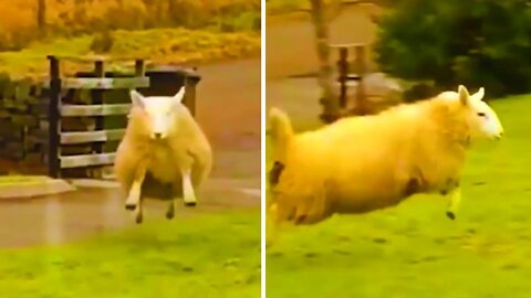 This Sheep Is Having Way Too Much Fun - I want what he's on