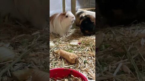 Is my Guinea pig being bullied?