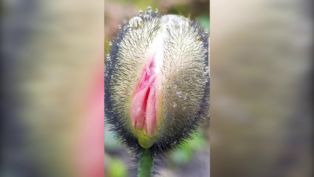 Plants That Look Like Human Body Parts amething