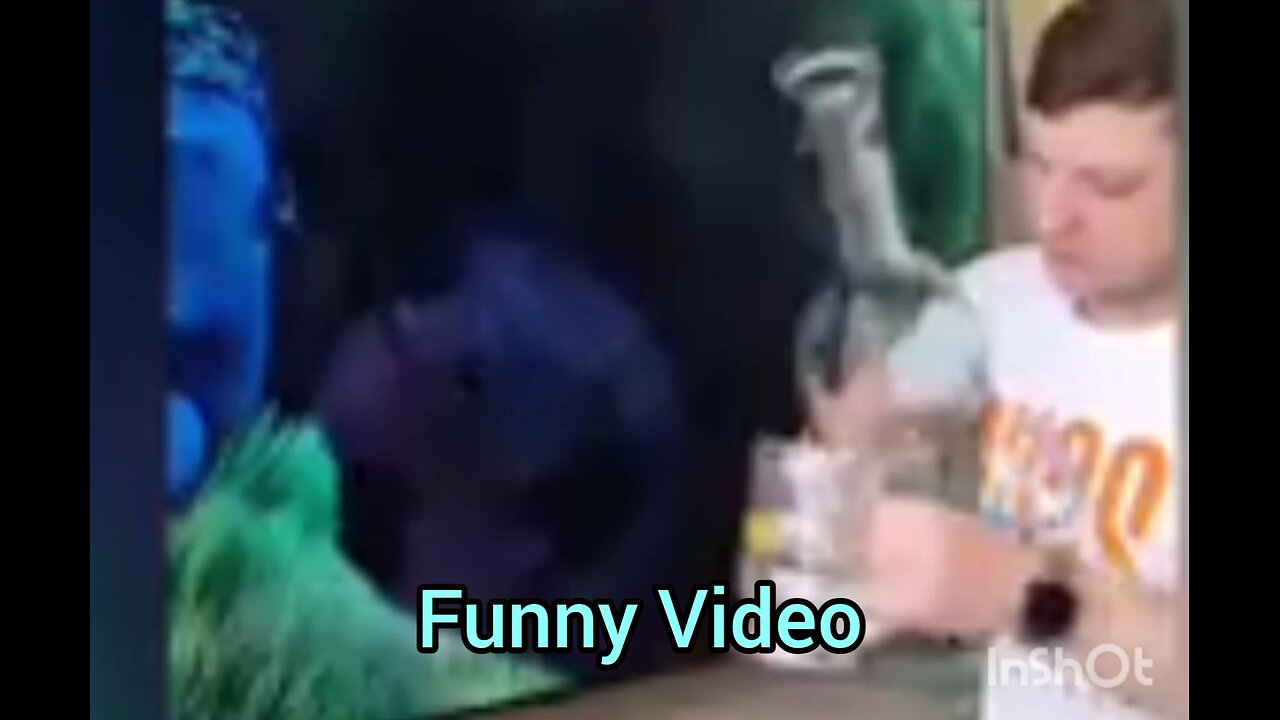 Funny Video Compilation