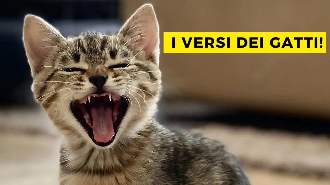 gatti versi