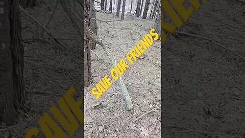 Killer Vine Removal