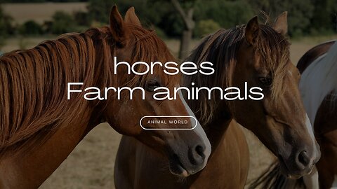 animated domestic horses from farms