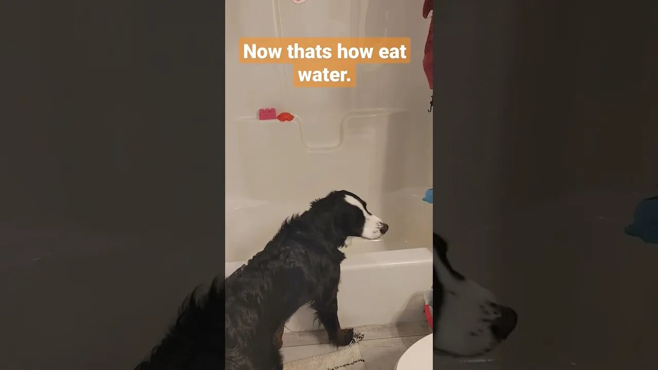 puppy eating shower water #puppy #bernedoodle #funnypets