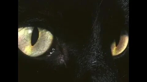 Aytrtn - Black Cat (432hz)