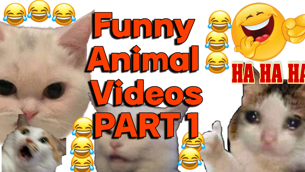 Funny Animal Videos: FUNNIEST Pets of 2024 😂 Best Funniest Animal Videos Of The Week