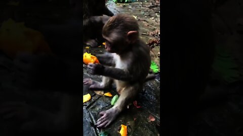 Monkey is Bitten by ants 😱😅🐒🙈😹 #rumble