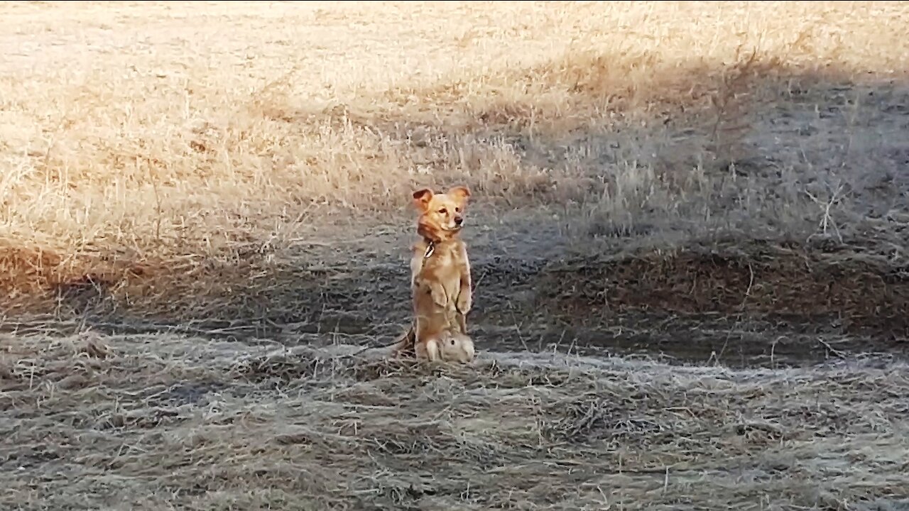 Curious red dog