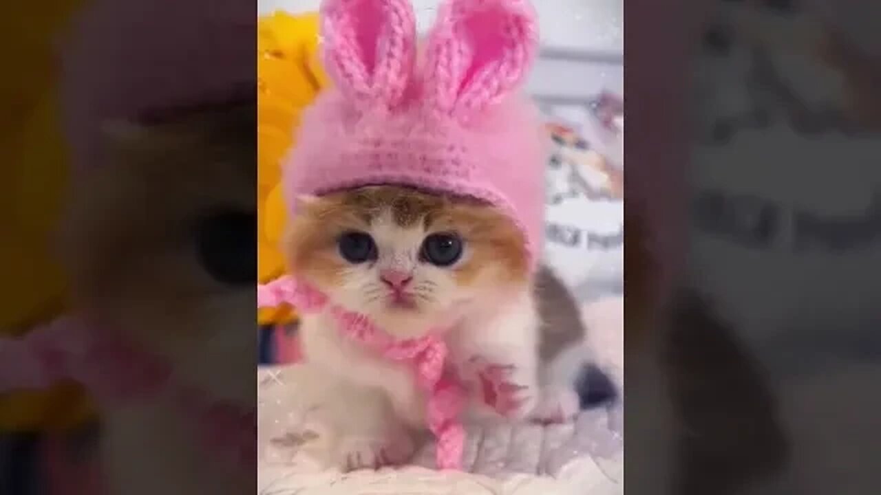 Cute Cat😍😍🥰 #funny #cats #viralshort #viralvideo #kitten