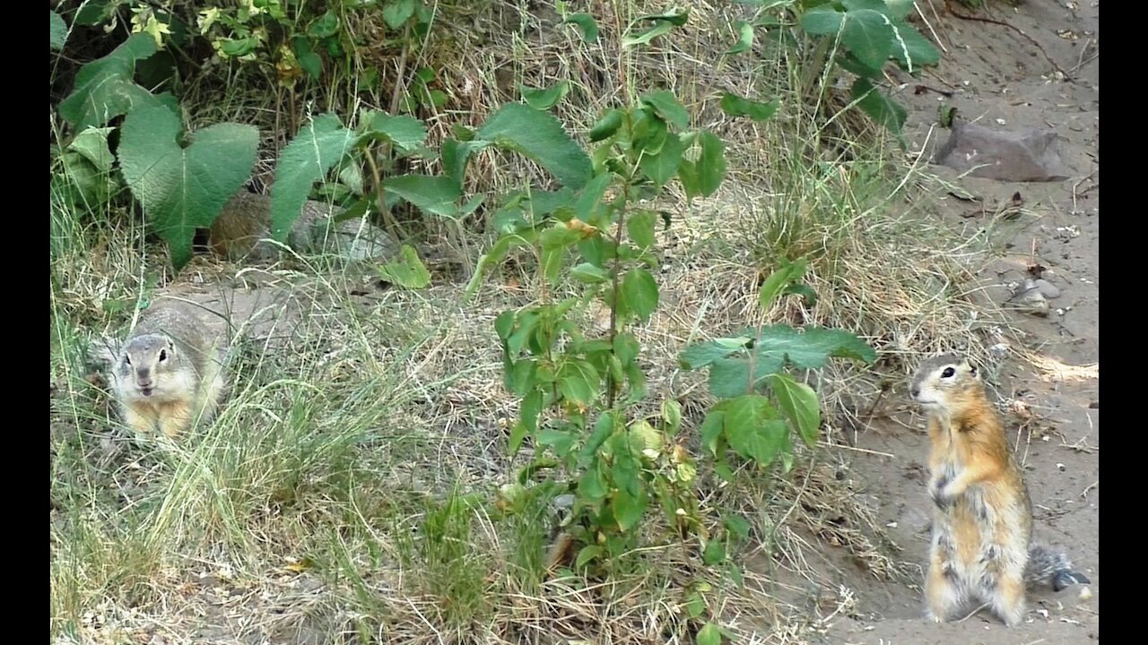 Ground squirrels in search of food