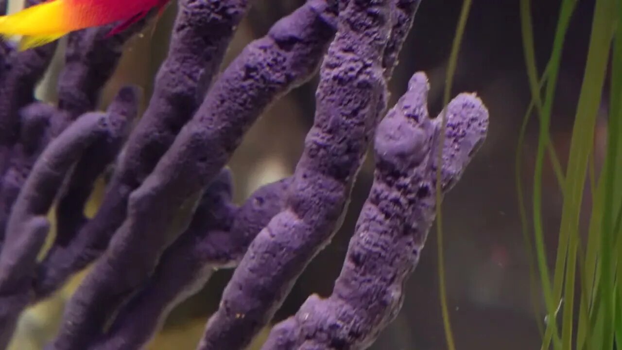 Nemo and Dori fish - Newport Aquarium - Jan '23