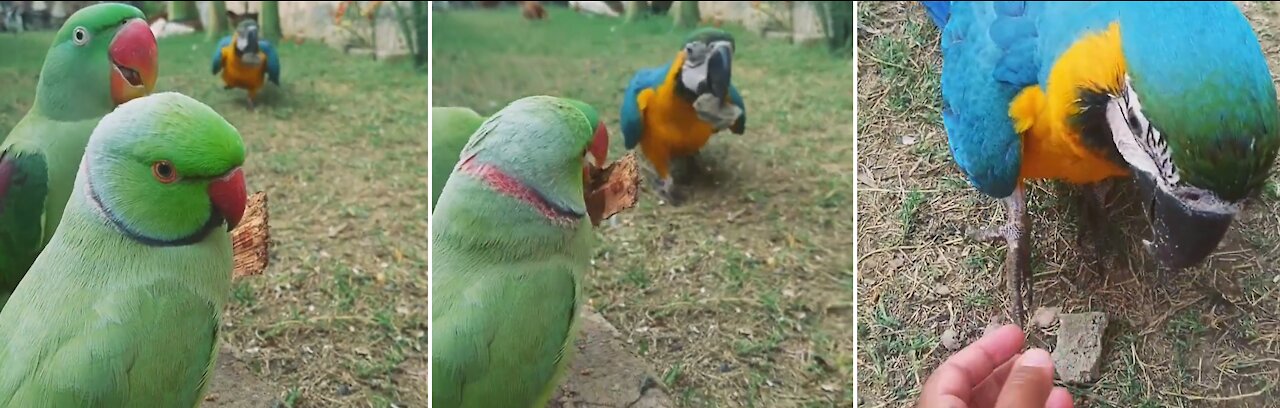 A cute parrot coming from distance to give small rock for a treat