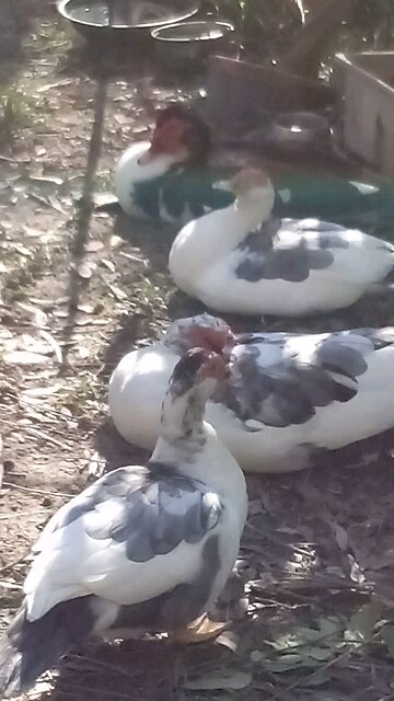 Oh! The Rows Are Unducking!! 🤣😆😁💕🦆🦆🦆🦆🤣💚💕💙😆