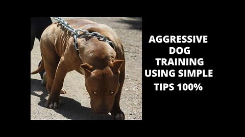 How To Train Dog To Become Aggressive Instantly With Few Simple Tricks