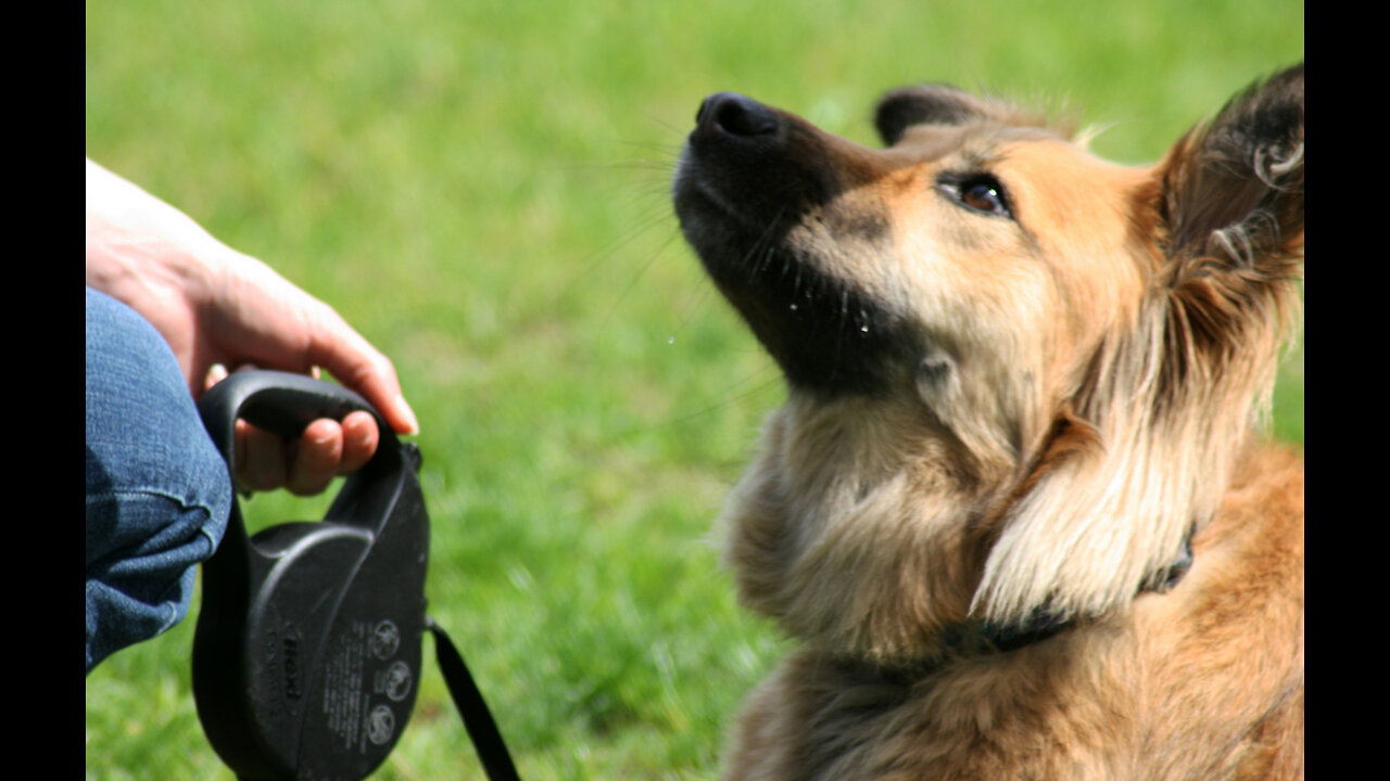 How to teach any dog to stop pulling and walk nicely and simple