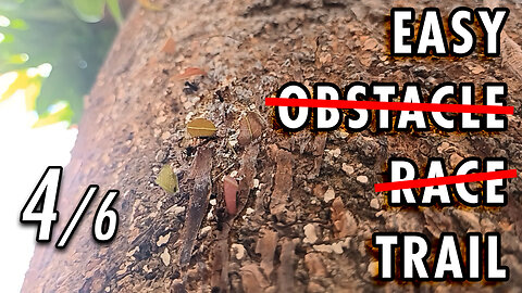 ASMR | The irregular path is no rival for the ants' all-terrain legs - 4/6