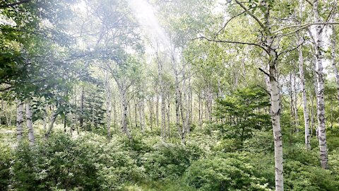 癒しの森 Healing Forest